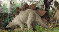 Stegosaurus