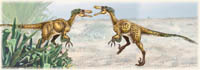 Velociraptor